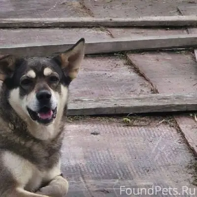 Вечером 31 января убежала соба...