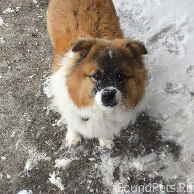 Пропала собака, может кто виде...