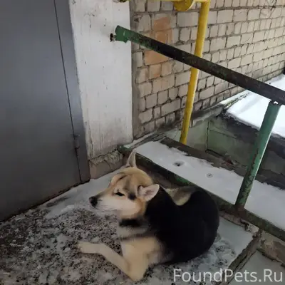 Марковникова 23/24 бегает соба...