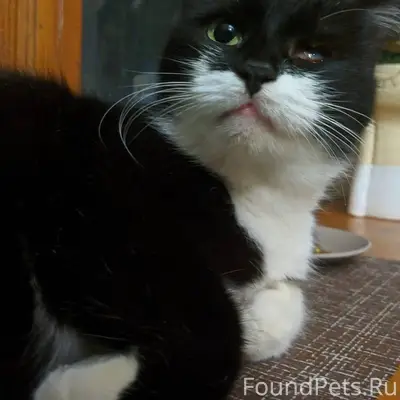 Найдена кошка возрастная, нет ...