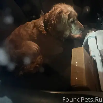 Найдена собака! Бежала по Мити...