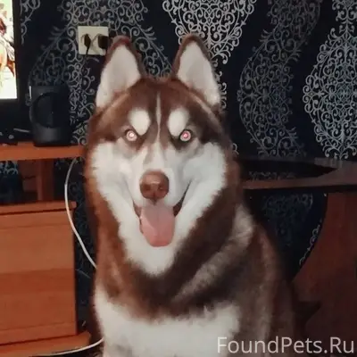 Пропала собака хаски по кличке...