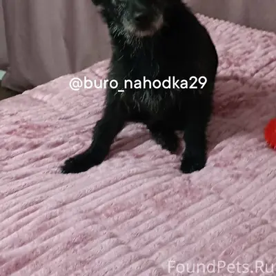 Пропала собака! Пожалуйста, ма...