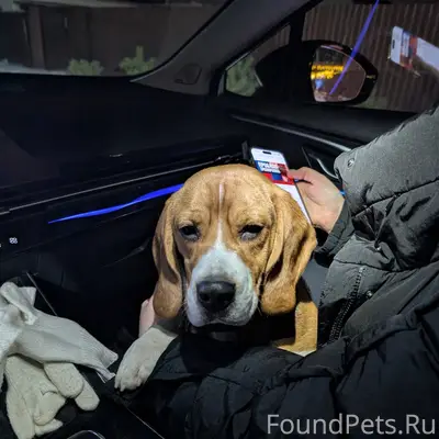 Найден щенок породы бигль, бег...