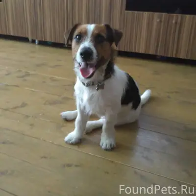 Добрый день. Пропала собака. Д...