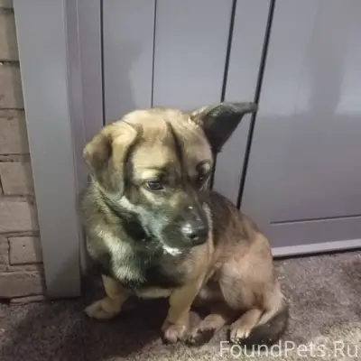 Кто потерял? Прибилась собака ...