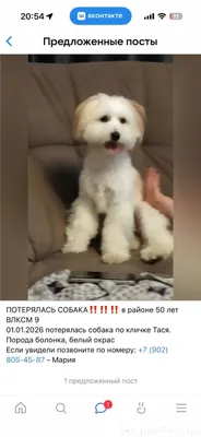 ‼️‼️‼️ПОТЕРЯЛАСЬ СОБАКА‼️‼️‼️ ...