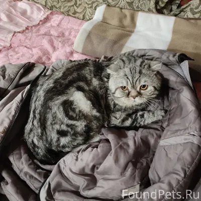 Найден кот. Ищу старых или нов...