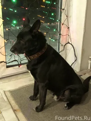 Пропал Пес кличка Димка. В дан...