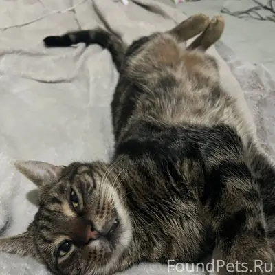 Пропустите пожалуйста Пропал к...