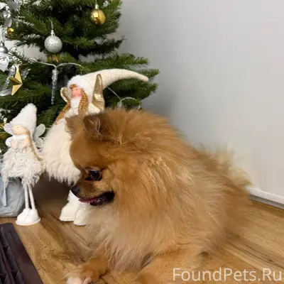 Найден шпиц, мальчик, в микрор...