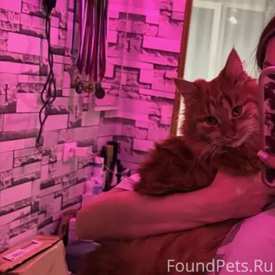 Добрый день! Пропал кот, кто в...