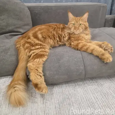 Потерялся наш любимый кот Симб...