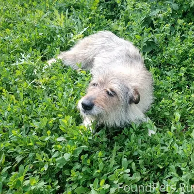 Пропала собака! Из-за громких ...