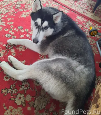 Пропала собака в ночь на 31...