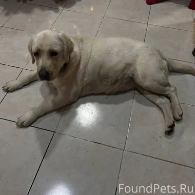 1 января найдена девочка лабра...