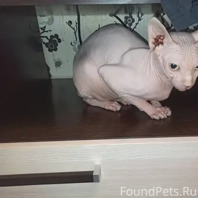 Сегодня, найден кот породы сфи...