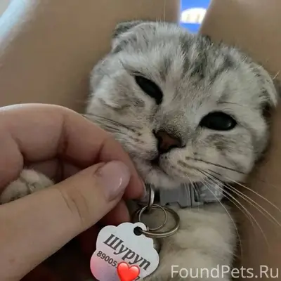 Пропал кот в районе ул.Студенч...