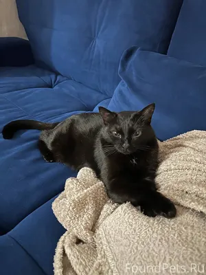 Пропала кошечка!помогите найти!У нее эпилепсия