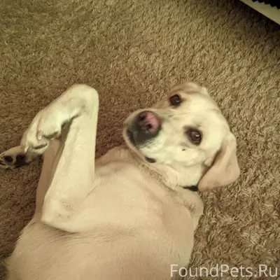 В Хомутово найдена девочка лаб...