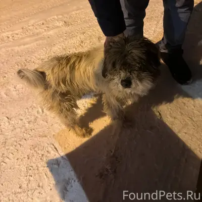 Найдена собака Мытищи