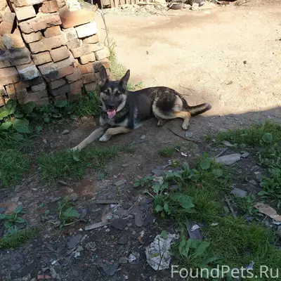 Беда! Сбежала собака, сорвалас...