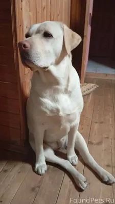 ПРОПАЛИ СОБАКИ! НОВОГОДНЯЯ НОЧ...