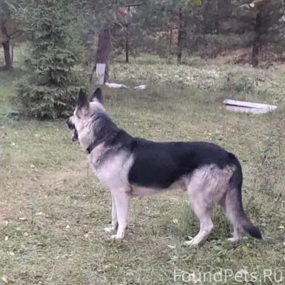 Помогите найти собаку, овчарка...