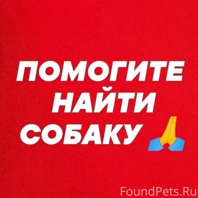ПОМОГИТЕ НАЙТИ СОБАКУ БЕЛКУ!! ...