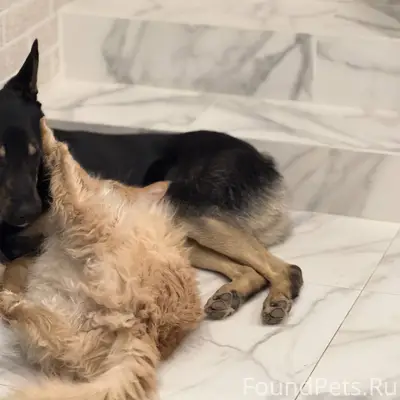 Убежала собака 31.12.2025 по.....