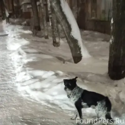 ‼️Домашняя собака бегает на Ко...