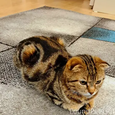 Пропала кошка ушла утром 31янв...