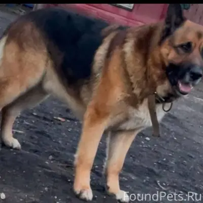 Уважаемые, Можайцы и гости, мо...