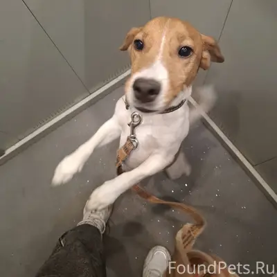 Пропал пес джек рассел. 7микро...