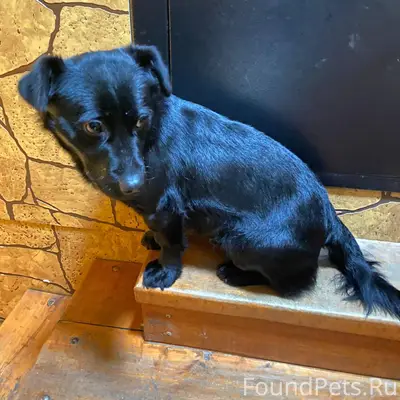 #потерялось_животное_Шадринск ...