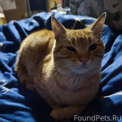 ЧЕЙ КОТИК? район ТЦ "ДОМИНО" Н...