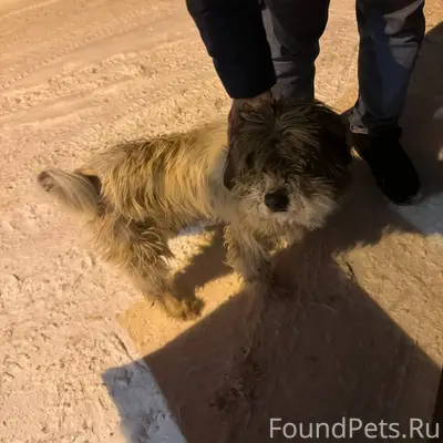 Найдена собака Мытищи, пос.Лес...