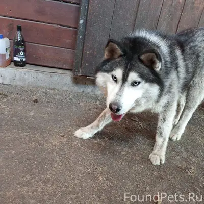 Добрый день! Пропала собака (н...