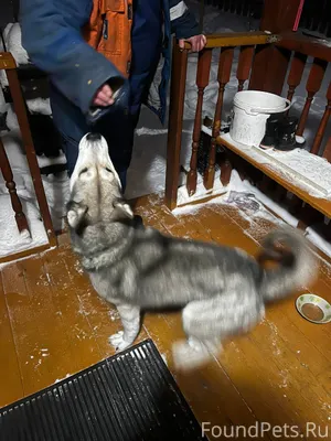 Чья собака потерялась?приютили...