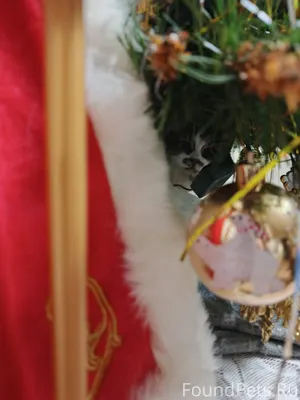 Найди кошку! ☺️