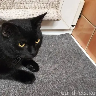 Найден черный кот