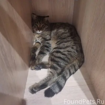 НАЙДЕН КОТ 31 декабря сидел у....