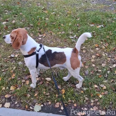 Потерялся пёс! Порода: бигль В...