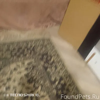 Найден кота, а она там есть