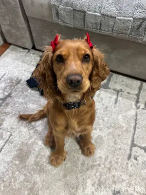 Здравствуйте! Потерялась собак...