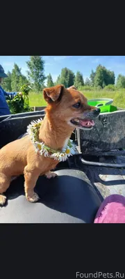 Потерялась собака в Каменске у...