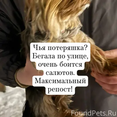 Найдена собака породы йоркширс...