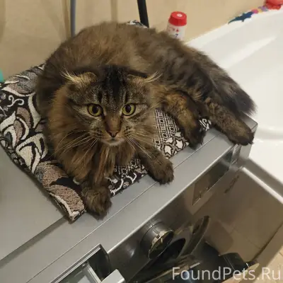 Хозяин или хозяйка найдись! Сб...