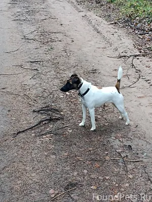 Потерялась собака просьба позв...