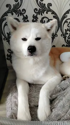 Убежала собака, Акита Ину, коб...